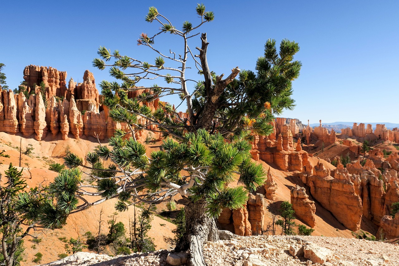 Exploring the Unique Geology of Bryce Canyon National Park